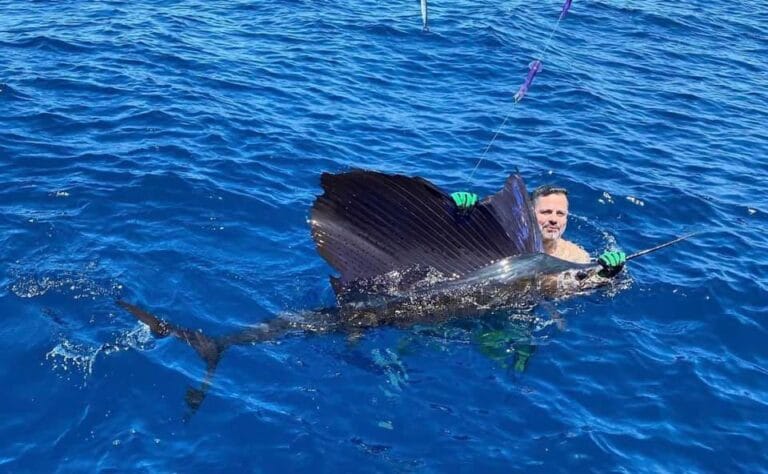 Sailfish at the Flamingo Marina