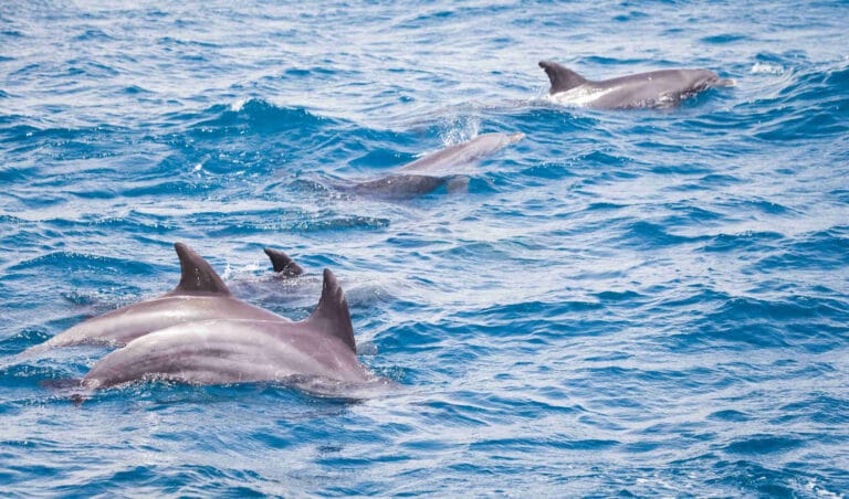Dolphins playing on Whale Watching Costa Rica Tour
