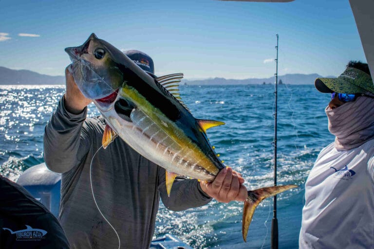 Yellowfin Tuna Costa Rica