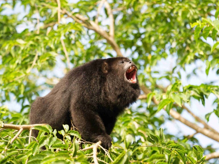 Howler monkey screaming to defend his territory over the Palo Verde River