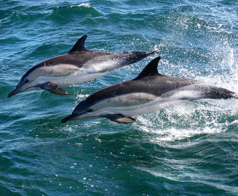 Dolphin pod jumping out of the waters of the Pacific Ocean off of the coast of Guanacaste Costa Rica