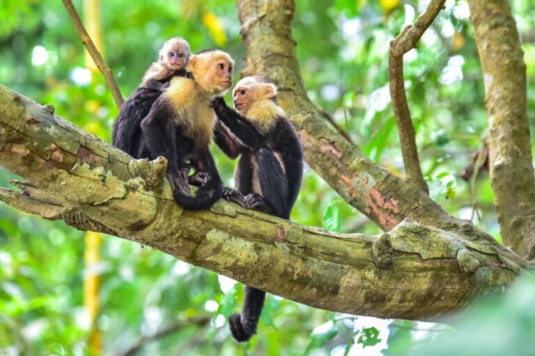 What to do in playa portrero, monkeys on tree