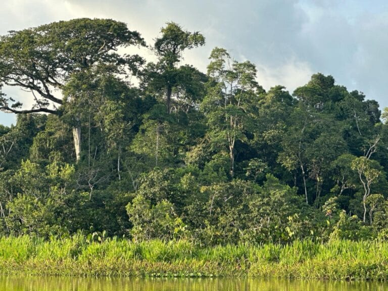 Palo Verde River Nature Tour