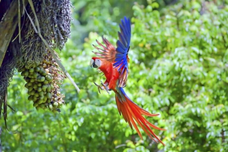 Wildlife photography: A bird seen during a river tour in Palo Verde National Park, Guanacaste.