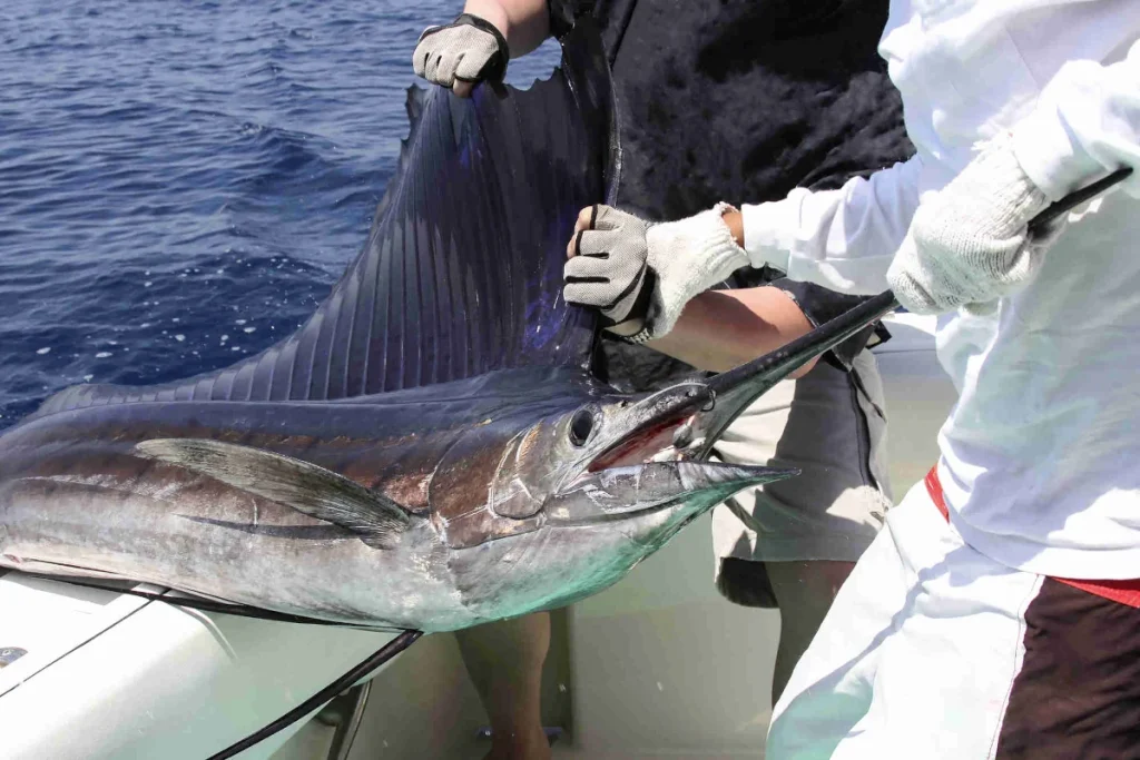 Pacific sailfish with its sail raised, held boatside for release on an offshore sport fishing charter from Playa Potrero, Costa Rica