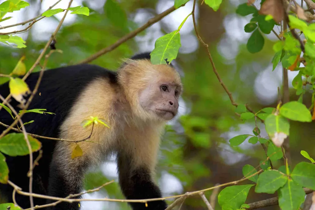 White-faced capuchin monkey seen on a Palo Verde River wildlife tour, Costa Rica