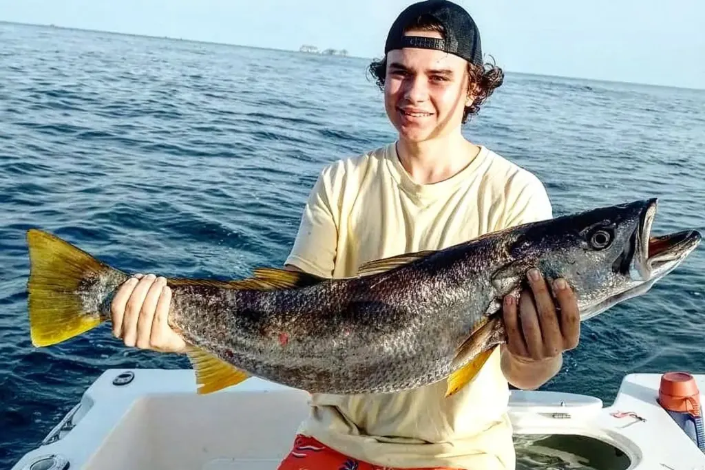 Corvina (Pacific sea bass) held aboard a charter boat off Playa Potrero, Costa Rica