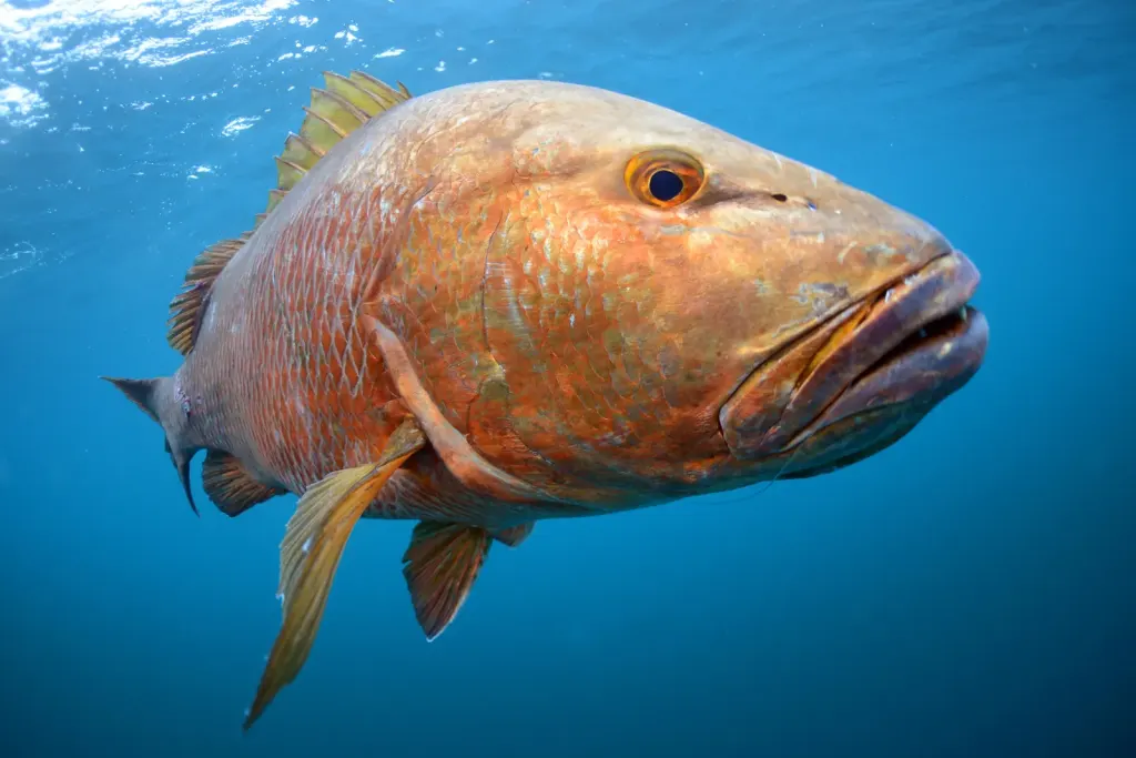 Large cubera snapper swimming in blue water off Playa Potrero, Costa Rica