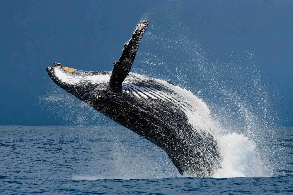 Humpback whale breaching on an Ocean Safari whale watching tour off Flamingo, Costa Rica