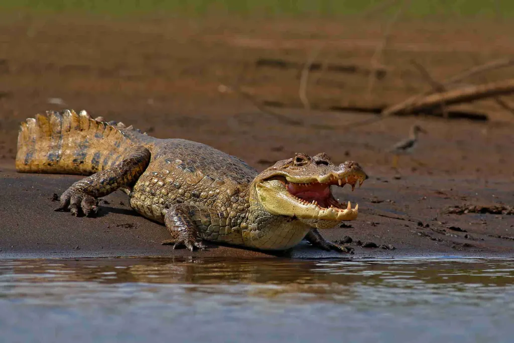 Crocodile on the riverbank on a Palo Verde River wildlife tour, Guanacaste, Costa Rica