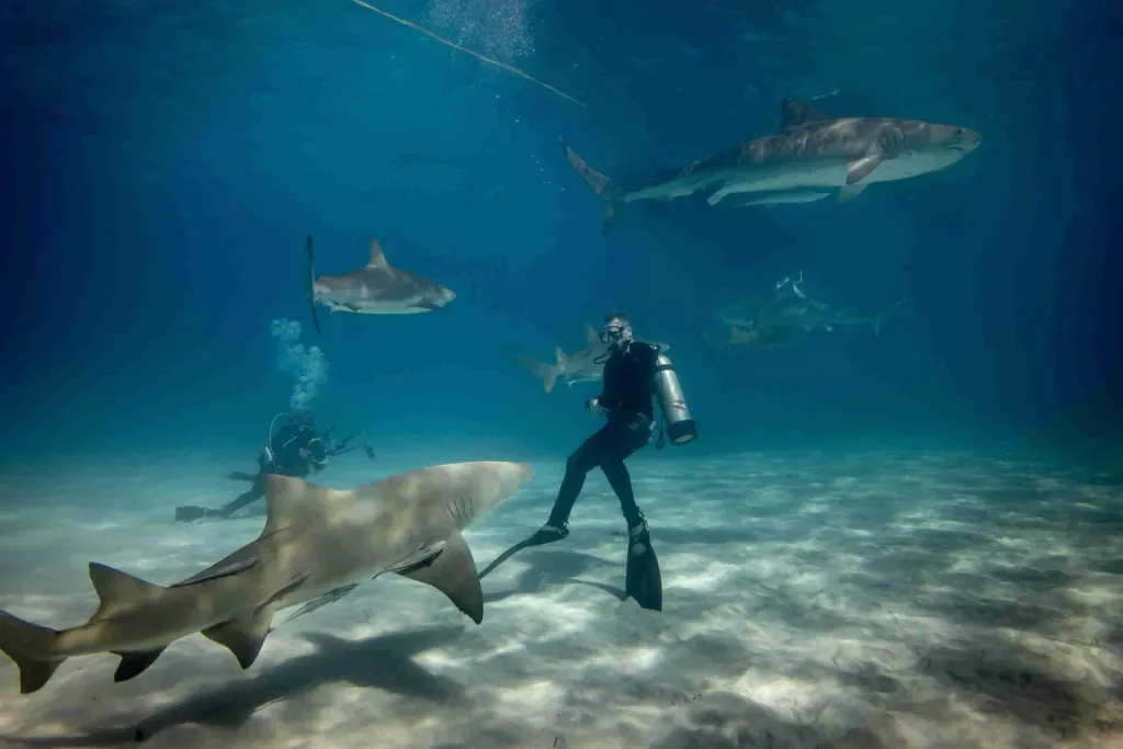 A scuba diver on the sandy sea floor surrounded by several sharks in clear blue water, scuba diving off Playa Potrero, Costa Rica