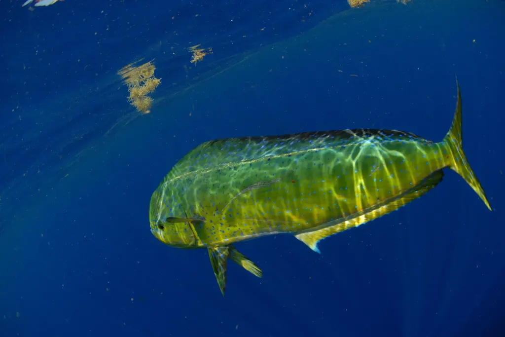 Mahi mahi showing its green-gold color and blue speckles, swimming near a weed line off Playa Potrero, Costa Rica
