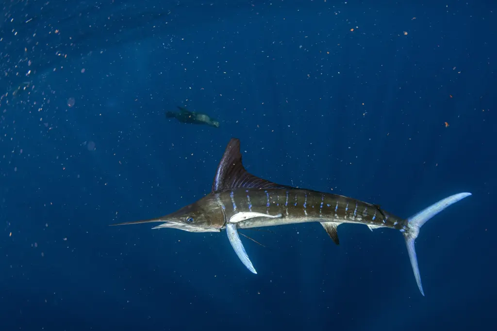 Striped marlin swimming in deep blue water off Playa Potrero, Costa Rica