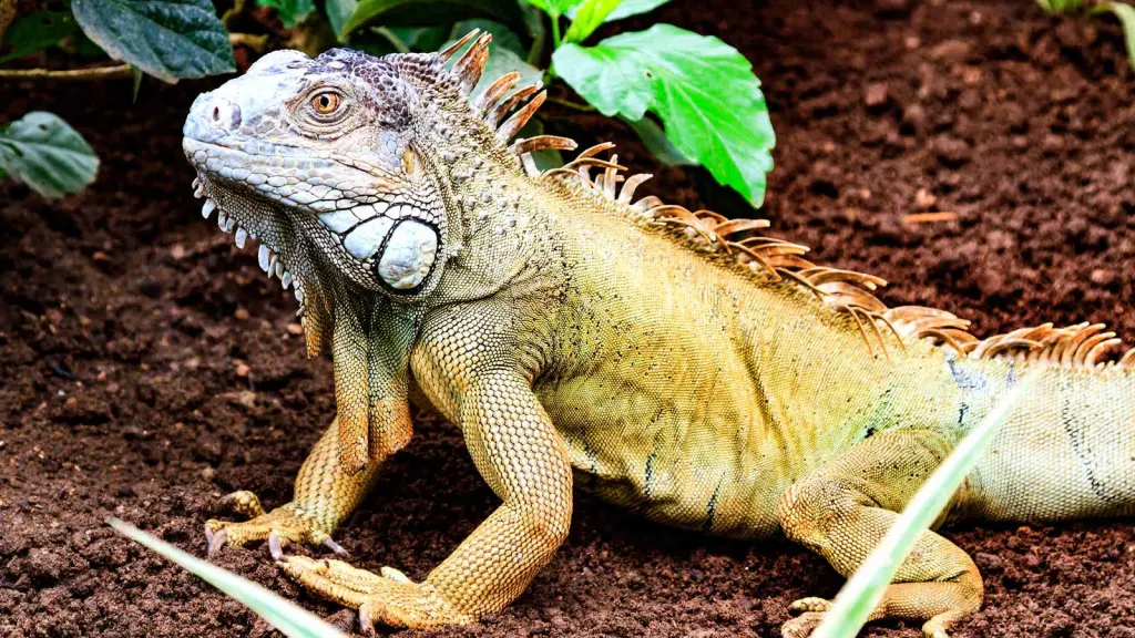 Green-orange iguana in Palo Verde National Park, Guanacaste, Costa Rica