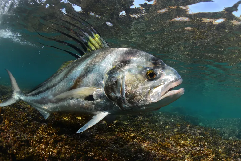 Roosterfish with its dorsal comb raised, swimming over a reef off Playa Potrero, Costa Rica