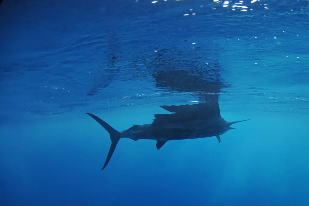 Pacific sailfish with its dorsal sail raised, cruising just beneath the surface off Playa Potrero, Costa Rica