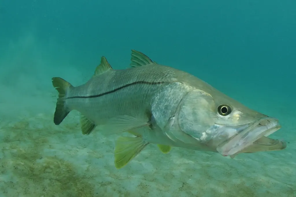 Snook cruising over a sandy flat off Playa Potrero, Costa Rica