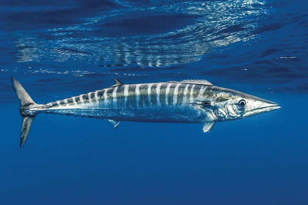 Wahoo showing its tiger-stripe markings, swimming in blue water off Playa Potrero, Costa Rica