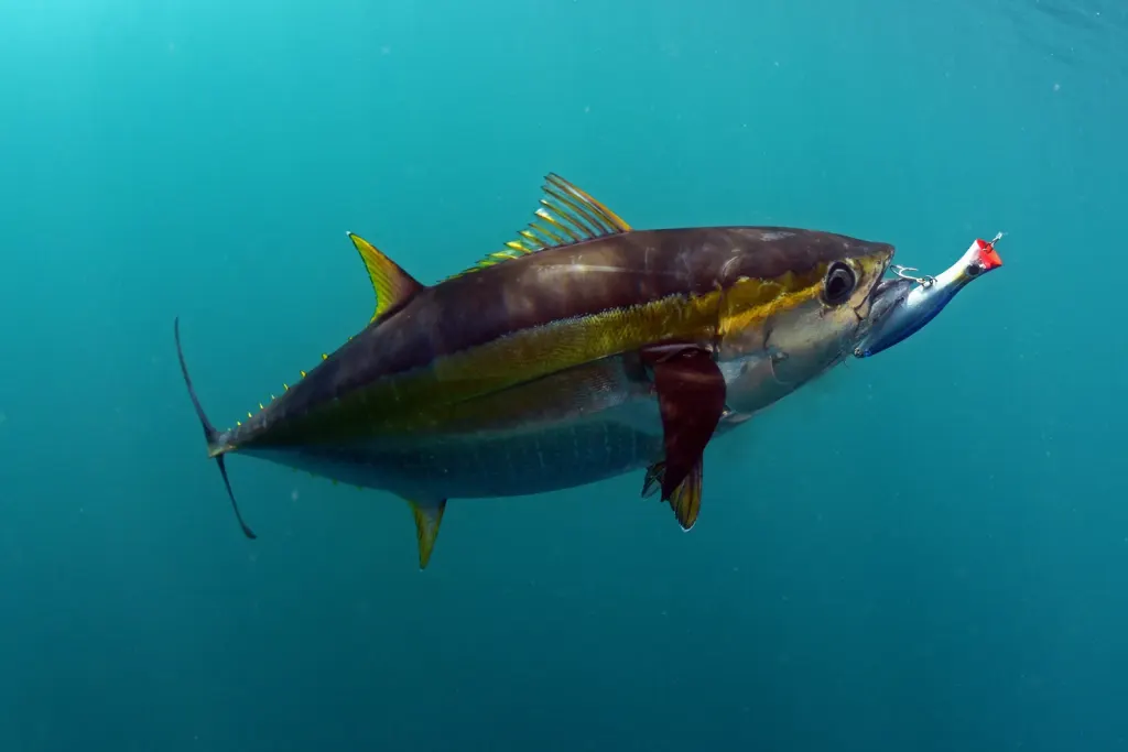 Yellowfin tuna with gold flanks striking a lure in blue water off Playa Potrero, Costa Rica