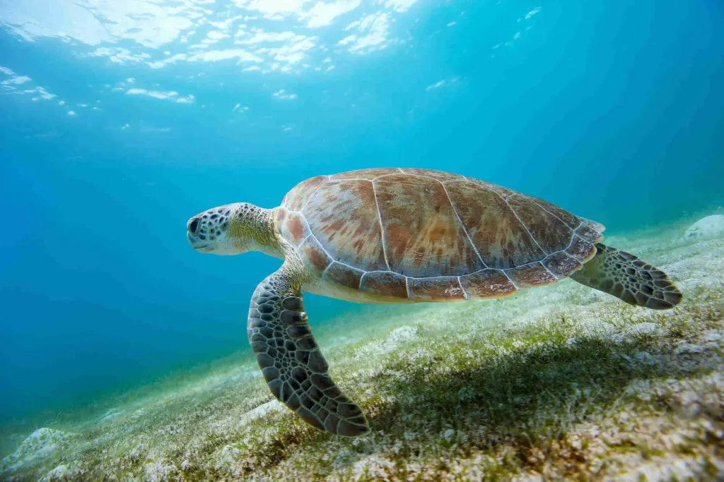 A green sea turtle gliding over a seagrass bed in the clear blue water off the coast of Guanacaste, Costa Rica