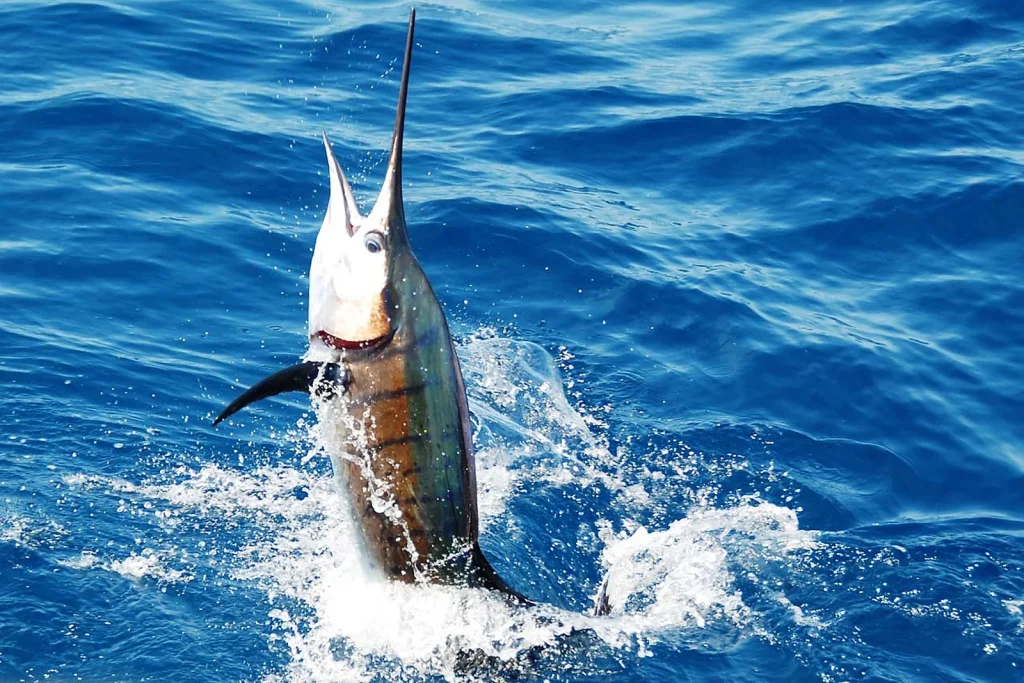 A Pacific sailfish leaping from the deep blue water offshore of Guanacaste, Costa Rica