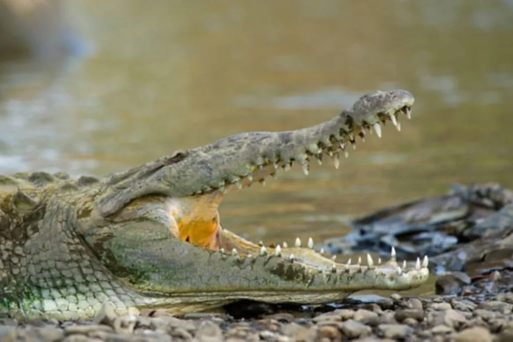 An American crocodile basking with its mouth open on the bank of the Tempisque River in Palo Verde National Park, Costa Rica