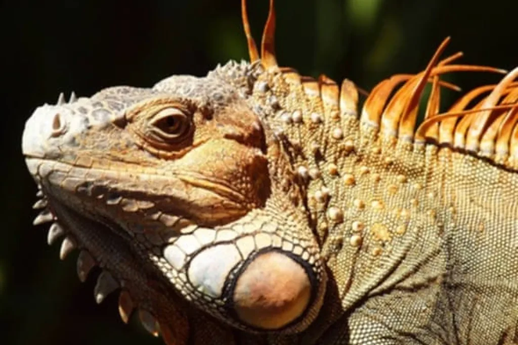 A green iguana basking in the sun with orange dorsal spines, seen on a Palo Verde river tour in Guanacaste, Costa Rica