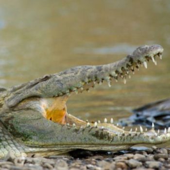 Crocodile basking on the riverbank during a Palo Verde boat tour, Costa Rica.