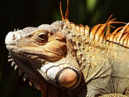 Close-up of an iguana in its natural habitat during a Palo Verde wildlife tour