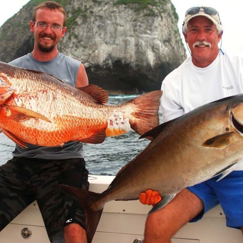 Fresh snappers caught off the Catalina Islands on a Fishing Charter with Bushwacker out of Guanacaste, Costa Rica.