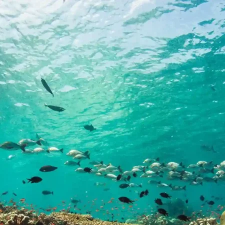 fish-identification School of fish swimming off of the coast of Playa Flamingo Costa Rica